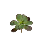 Grand Interiors Succulent h17cm