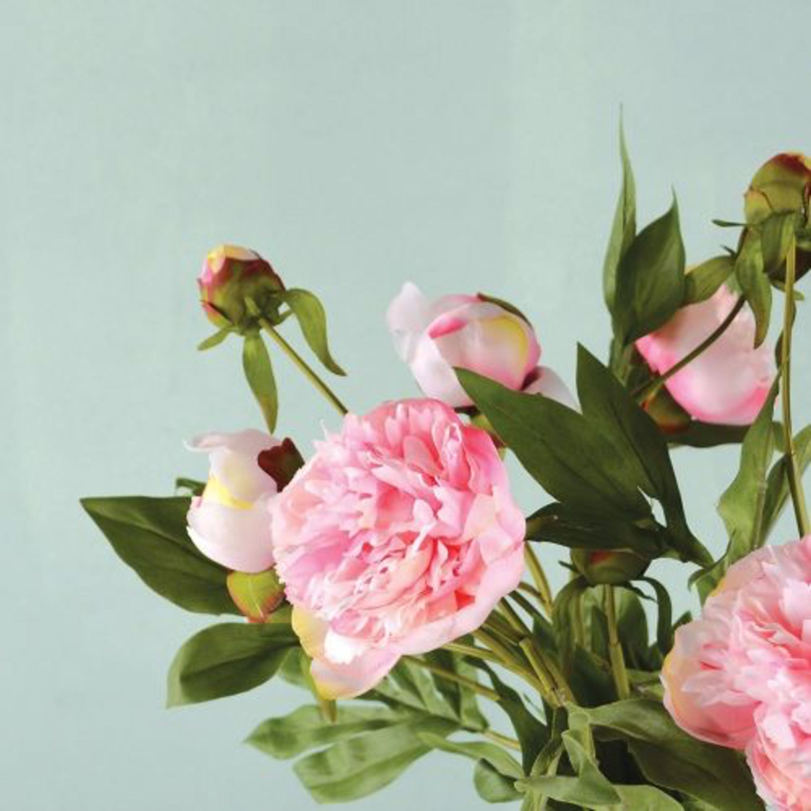 Grand Interiors Peony Light Pink - Peonies