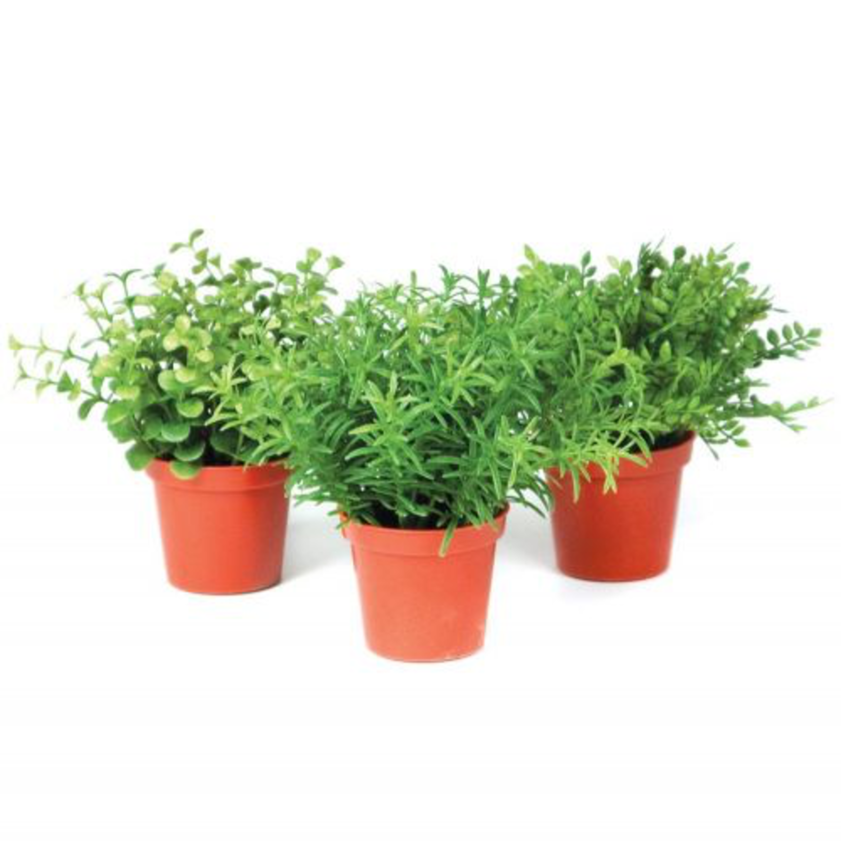 Grand Interiors Mini Herb in Pot Mix