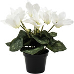 Grand Interiors Cyclamen White in Pot