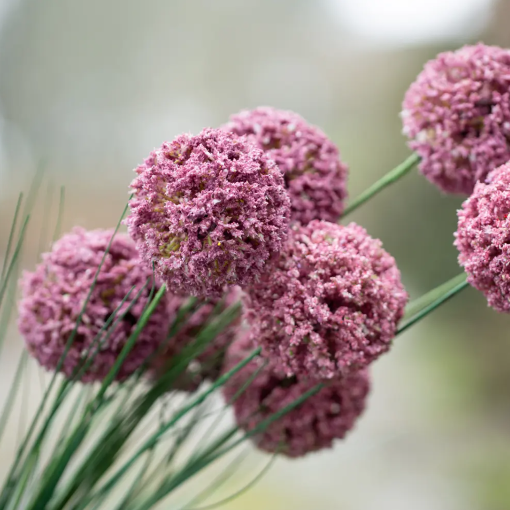 Grand Interiors Allium Spray Dark Pink 76cm