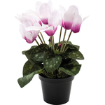 Grand Interiors Cyclamen Pink in Pot 20cmH