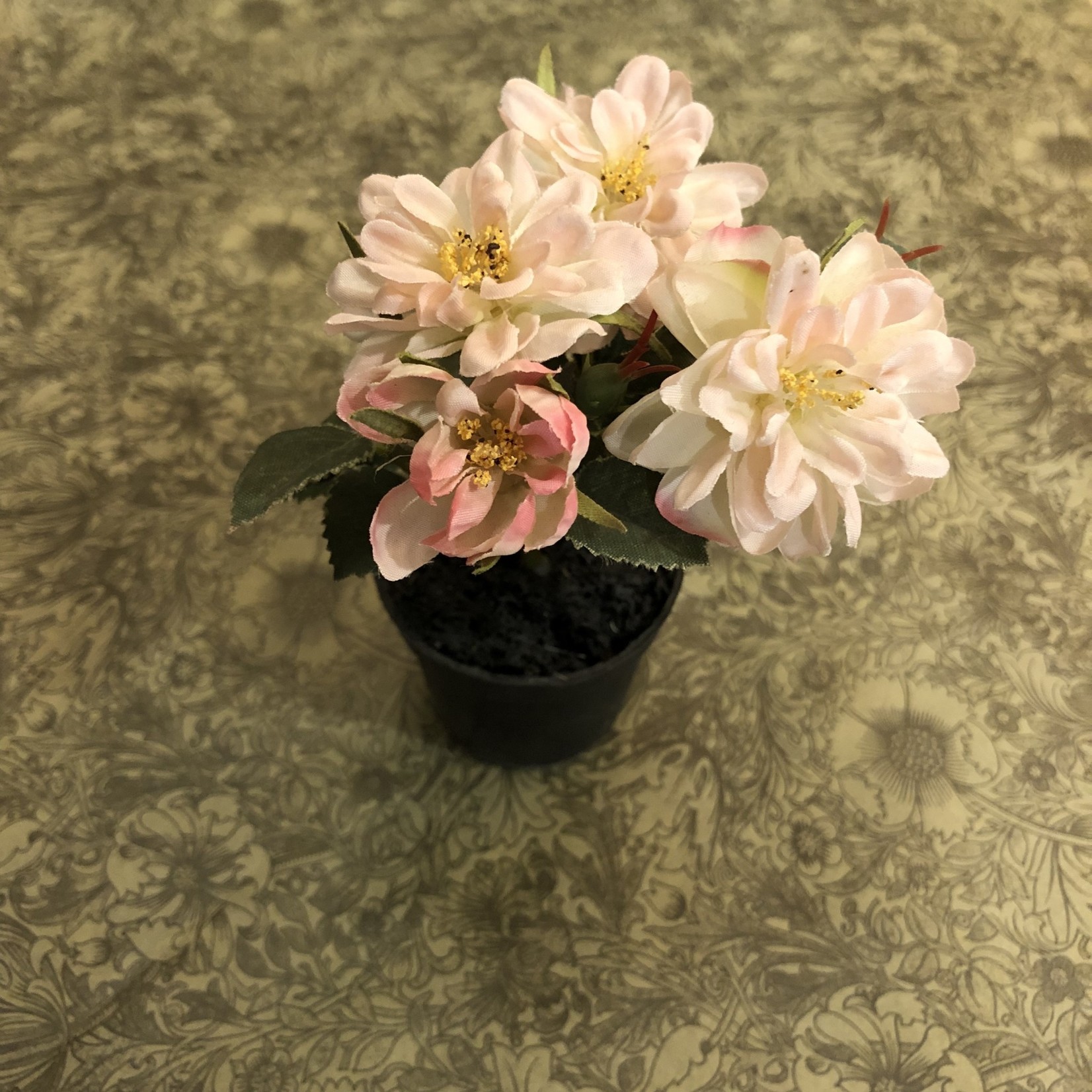 Grand Interiors Mini Wild Rose in Pot