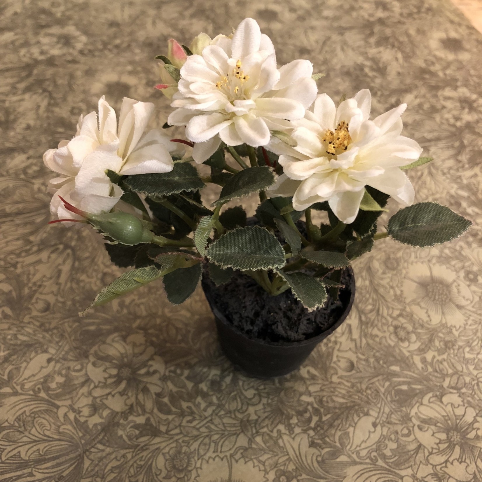 Grand Interiors Mini Wild Rose in Pot