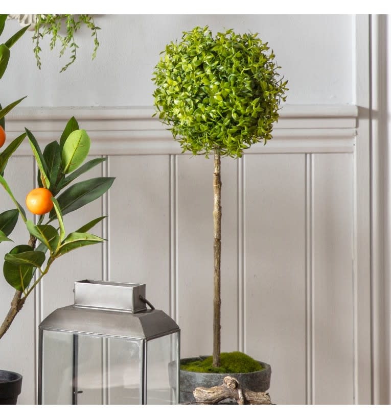 Potted Tea Tree - Homebird House
