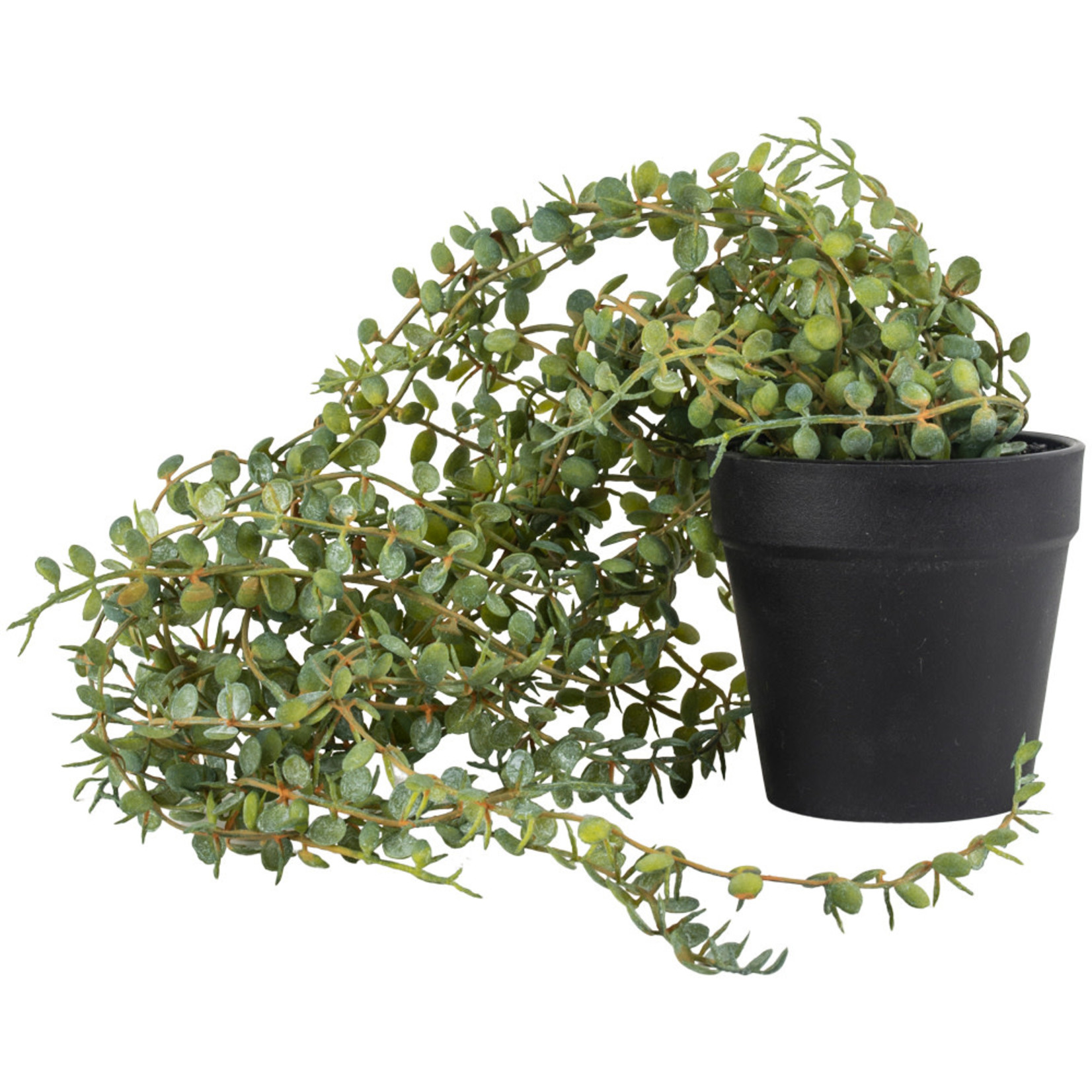 Grand Interiors Trailing Hanging Pearl Senecio in Pot