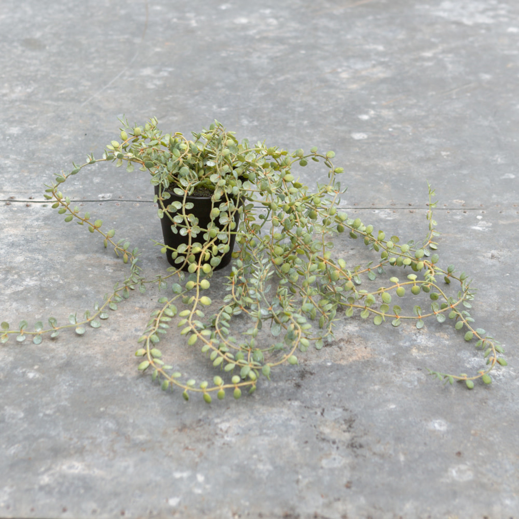 Grand Interiors Trailing Hanging Pearl Senecio in Pot