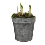 Casa Verde Kew Zinc Pot With Rim Large 15x15cm