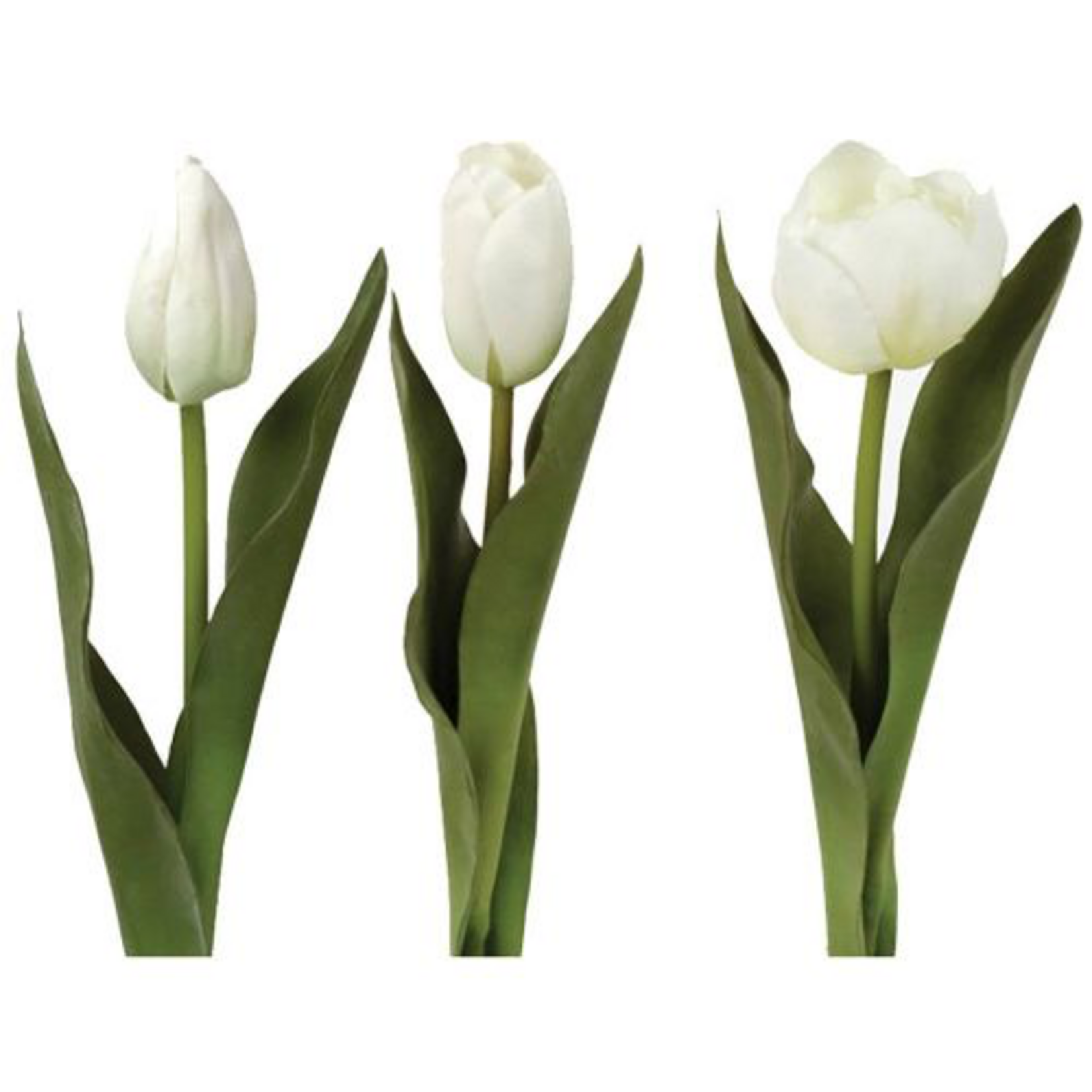 Grand Interiors Tulip h36cm