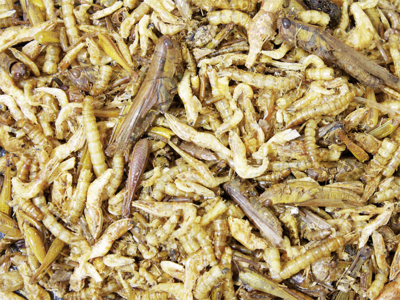 JR Farm JR Farm Proteïne Cocktail JR Farm JR Farm Proteïne Cocktail