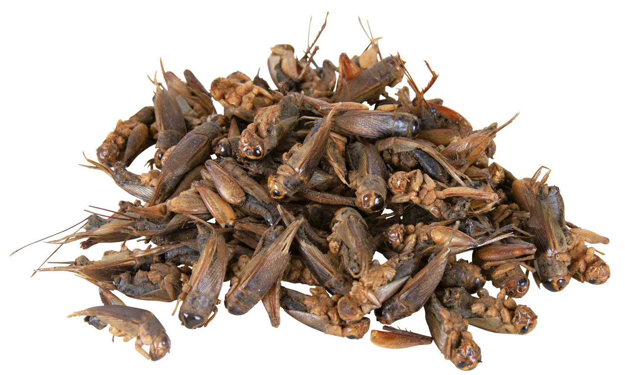 Trixie Trixie Krekels gedroogd - 25 gram Trixie Trixie Krekels gedroogd - 25 gram