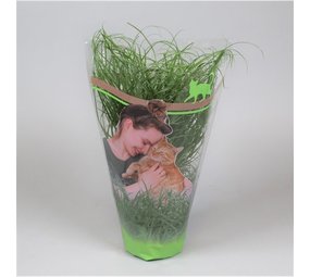 Kattengras - Cyperus Alternifolius Zumula Kattengras - Cyperus Alternifolius Zumula