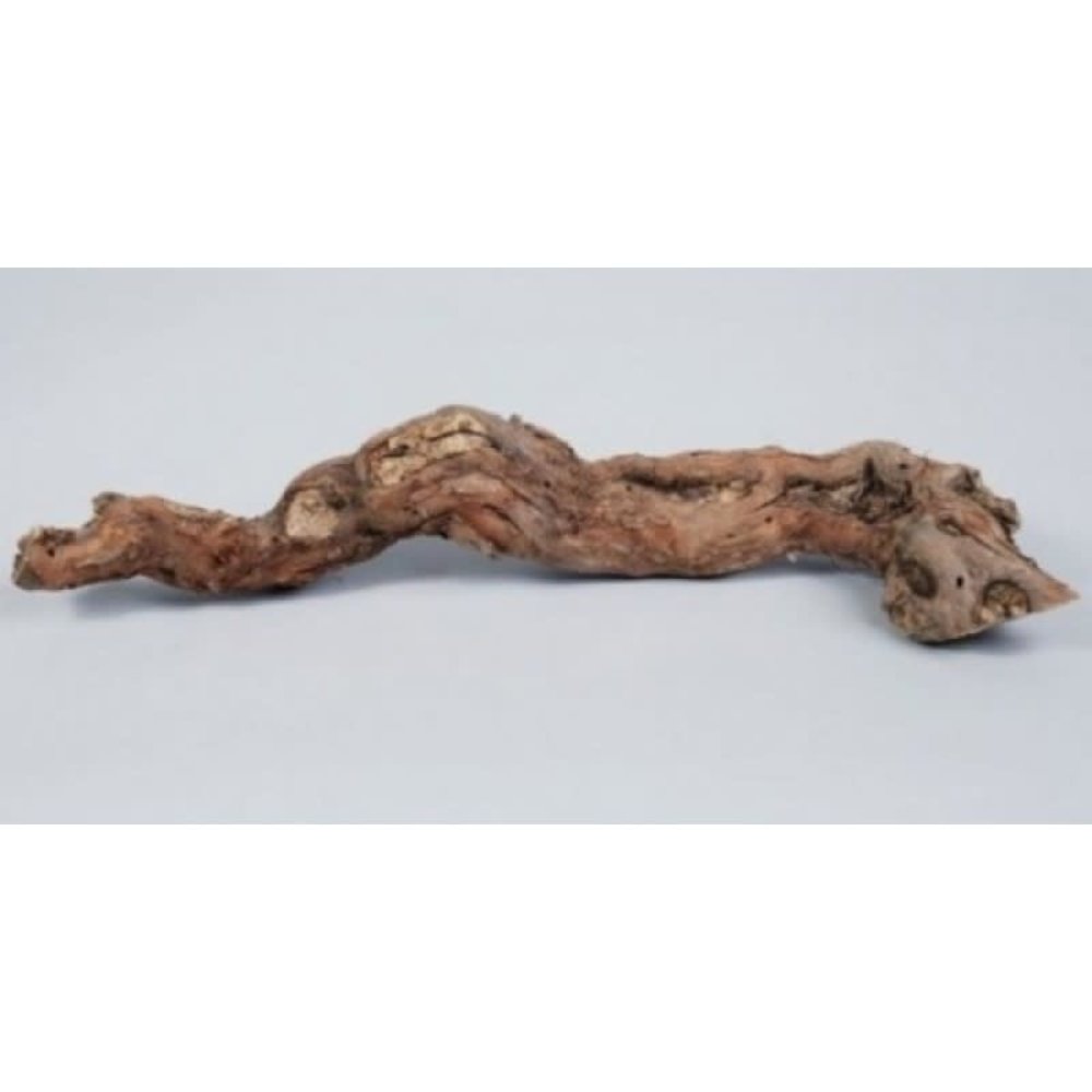 Druivenrank - boomstronk - 25-45 cm