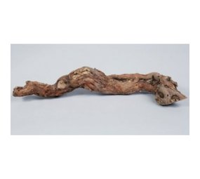 Druivenrank - boomstronk - 25-45 cm Druivenrank - boomstronk - 25-45 cm