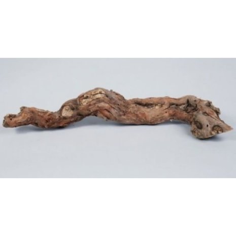 Druivenrank - boomstronk - 25-45 cm