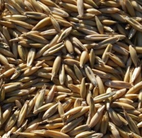 Natuly (voorheen Bio-Ron) Bio-Ron Biologische Gele Haver - 4 kilo Natuly (voorheen Bio-Ron) Bio-Ron Biologische Gele Haver - 4 kilo