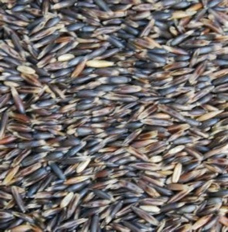 Natuly (voorheen Bio-Ron) Natuly Biologische Zwarte Haver - 4 kilo Natuly (voorheen Bio-Ron) Natuly Biologische Zwarte Haver - 4 kilo