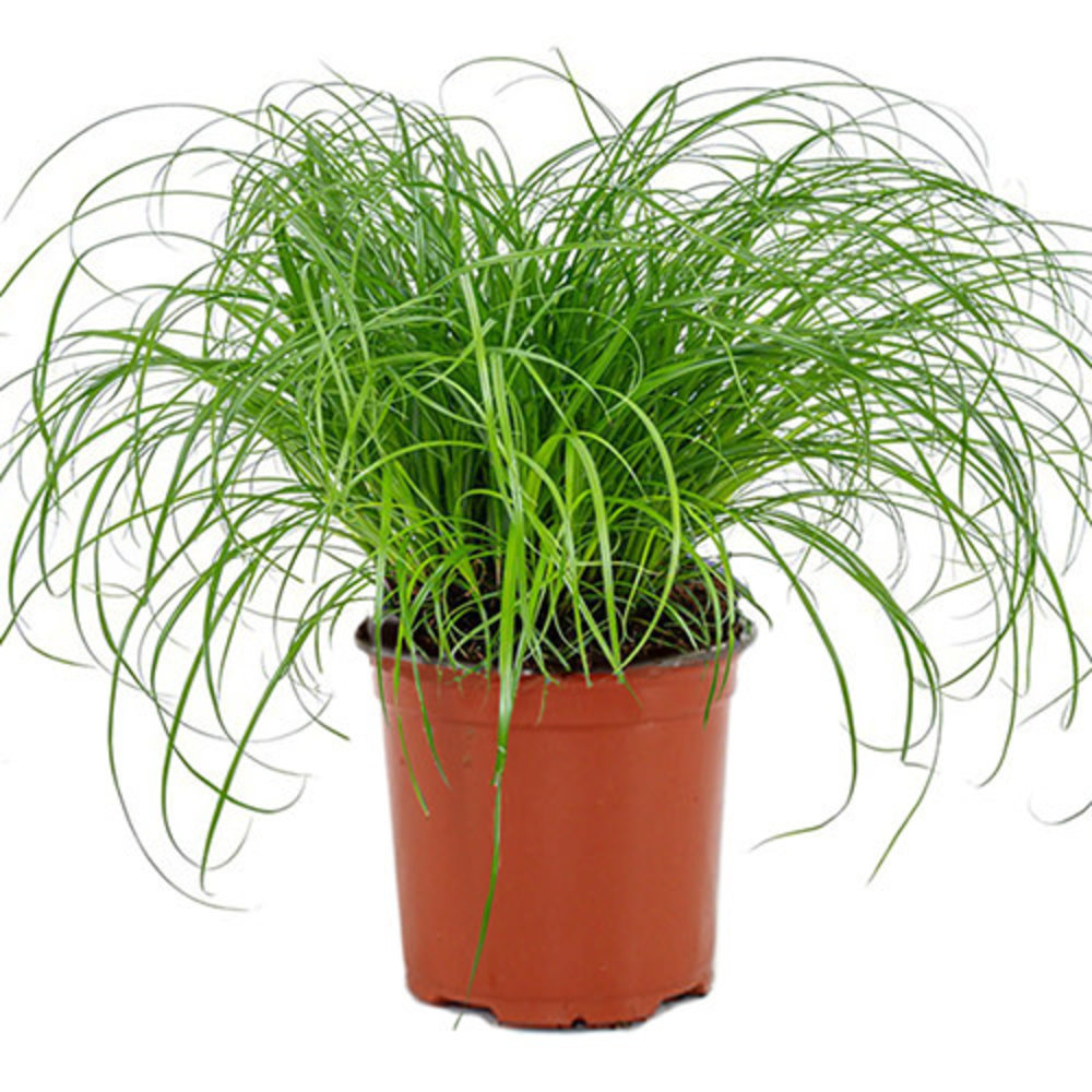 Kattengras - Cyperus Alternifolius Zumula Kattengras - Cyperus Alternifolius Zumula