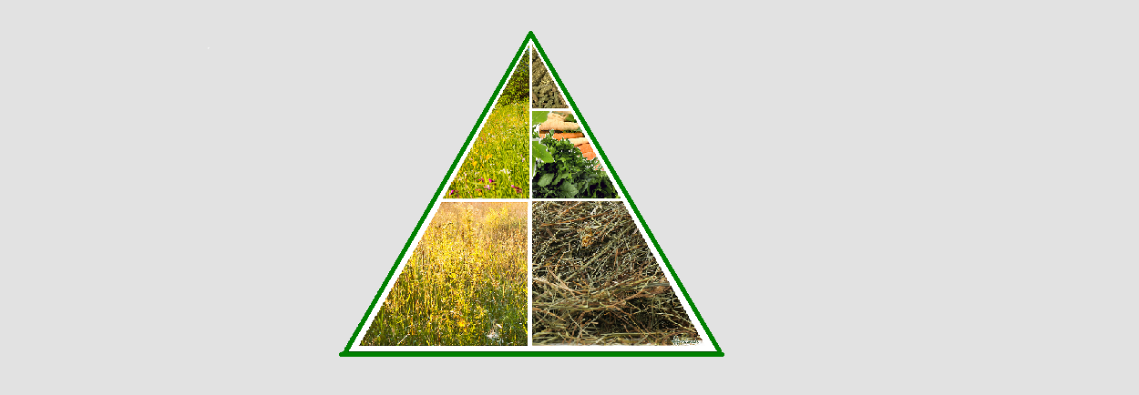 Eten jouw konijnen gezond?