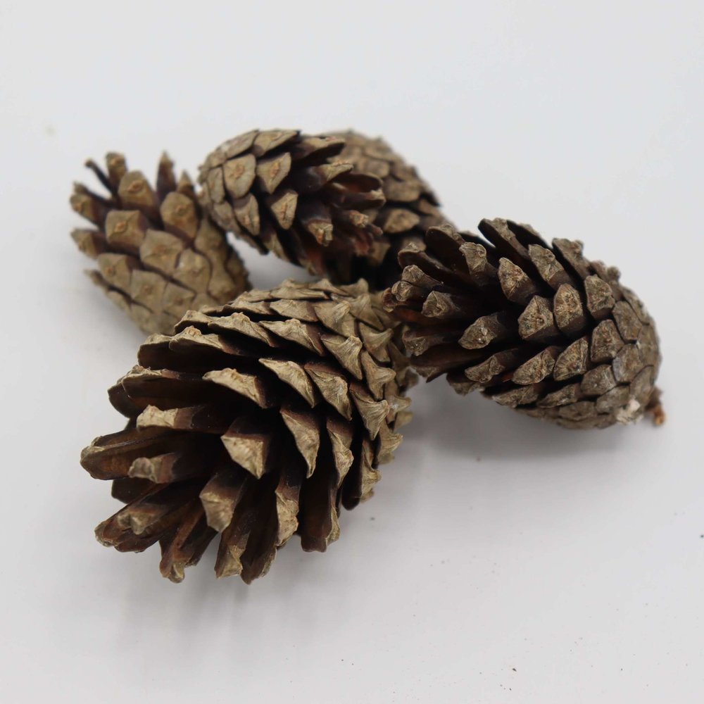 Herbimals Herbimals Dennenappels klein Herbimals Herbimals Dennenappels klein