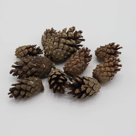 Herbimals Herbimals Dennenappels klein Herbimals Herbimals Dennenappels klein