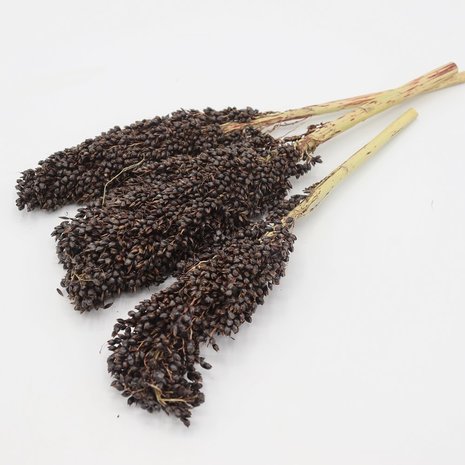 Herbimals Herbimals Sorghum zwart - 100 gram Herbimals Herbimals Sorghum zwart - 100 gram
