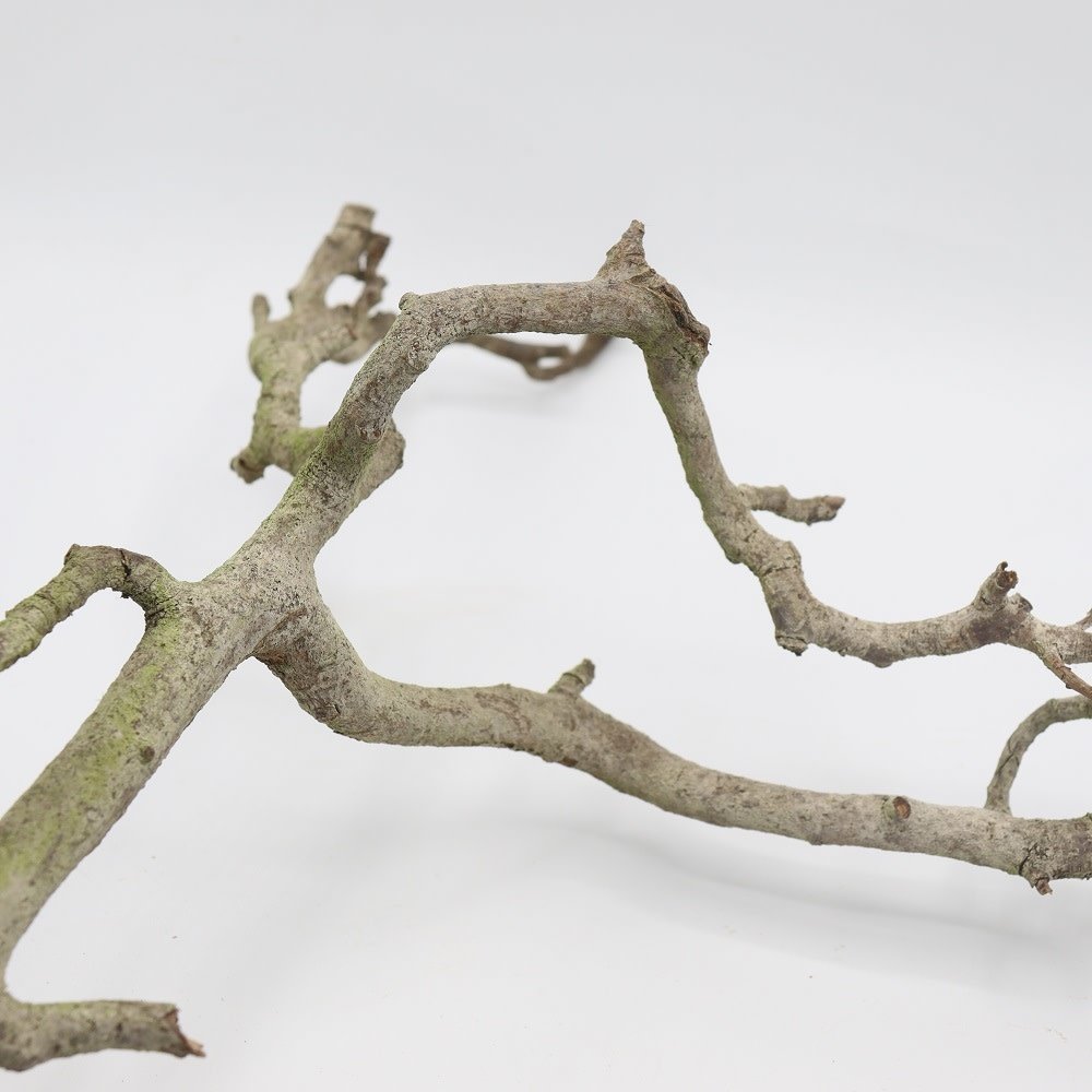 Perentak middel per stuk Perentak middel per stuk