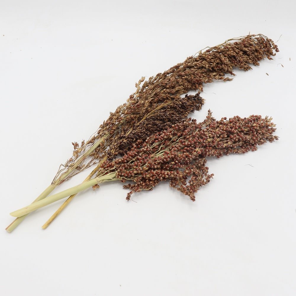 Herbimals Herbimals Sudangras Herbimals Herbimals Sudangras