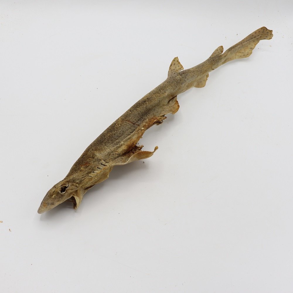 Bark-Bite Bark-Bite Fish - Hondshaai 35-50 cm Bark-Bite Bark-Bite Fish - Hondshaai 35-50 cm