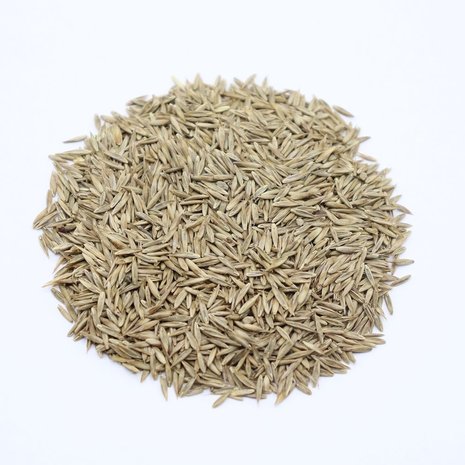 Herbimals Herbimals Rietzwenkgras zaden - Schedonorus arundinaceus