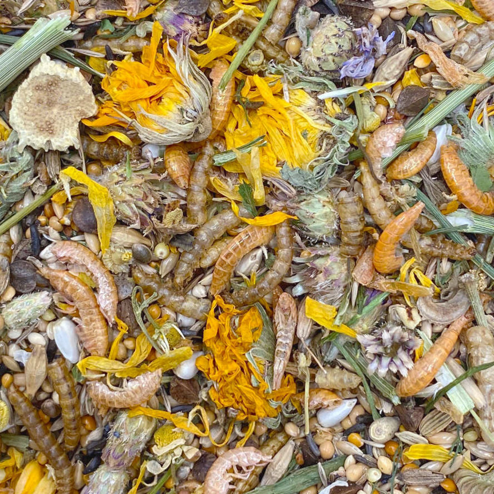 Mixerama Mixerama Dwerghamster Zwergenzauber Mixerama Mixerama Dwerghamster Zwergenzauber