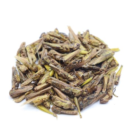 Herbimals Herbimals Sprinkhanen Herbimals Herbimals Sprinkhanen