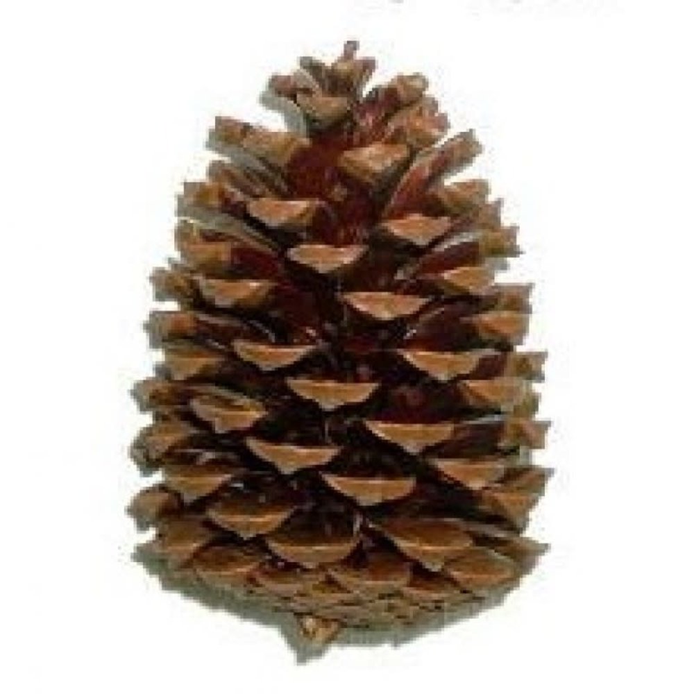 Rabbitat Dennenappel groot Rabbitat Dennenappel groot