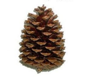 Rabbitat Dennenappel groot Rabbitat Dennenappel groot