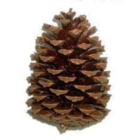 Rabbitat Dennenappel groot Rabbitat Dennenappel groot