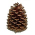 Dennenappel groot