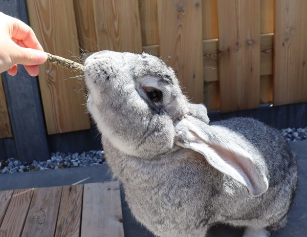 Supreme Supreme Fibafirst rabbit - 2 kilo Supreme Supreme Fibafirst rabbit - 2 kilo