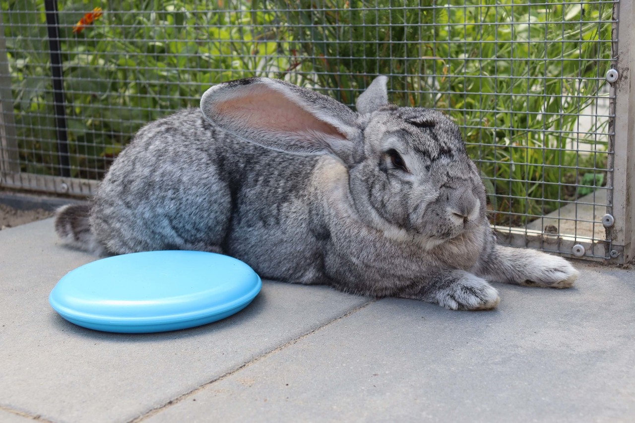 Keep it Cool pakket - Konijn/Knaagdier Keep it Cool pakket - Konijn/Knaagdier