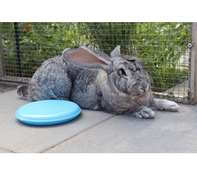 Keep it Cool pakket - Konijn/Knaagdier Keep it Cool pakket - Konijn/Knaagdier