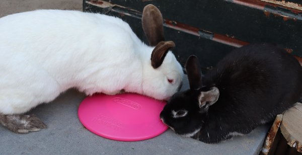 Keep it Cool pakket - Konijn/Knaagdier Keep it Cool pakket - Konijn/Knaagdier