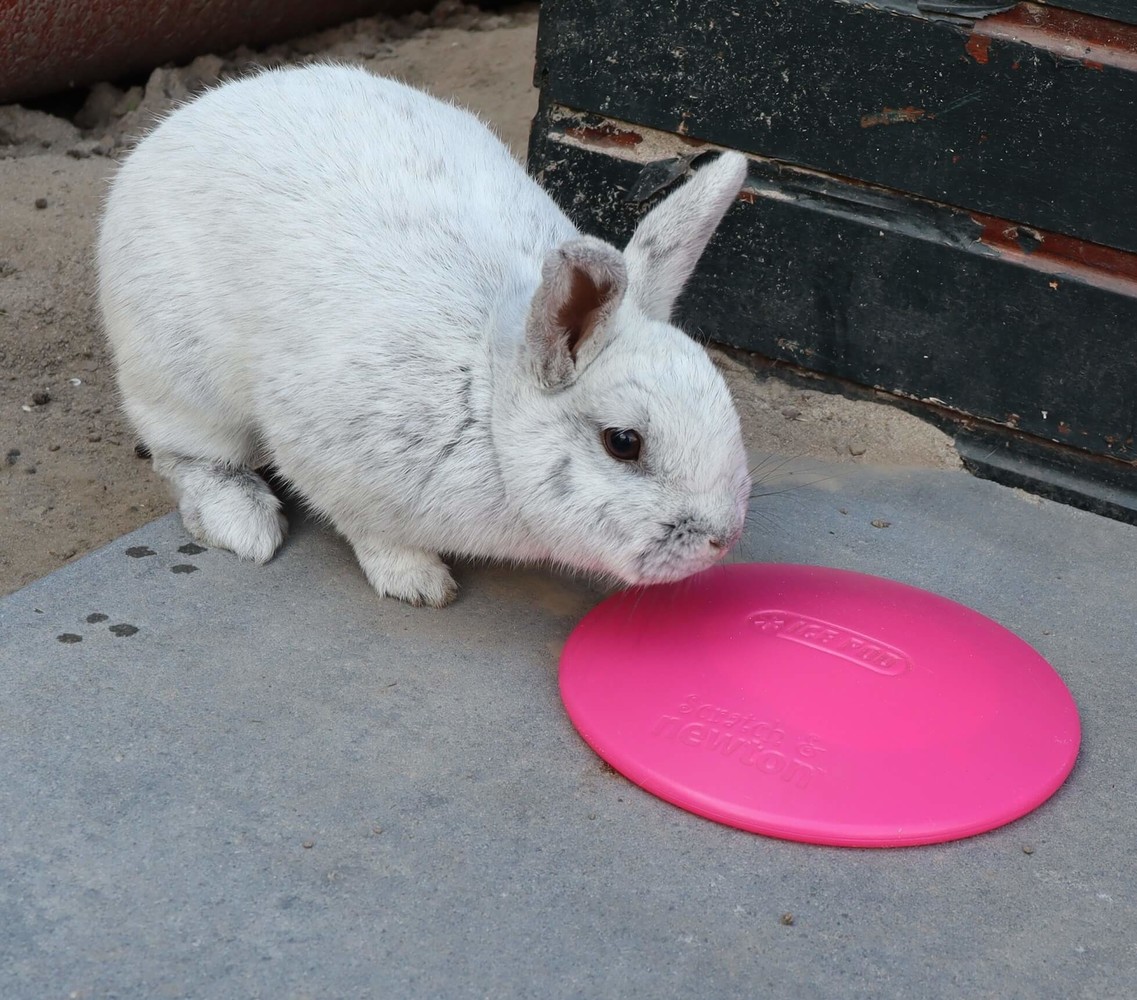 Keep it Cool pakket - Konijn/Knaagdier Keep it Cool pakket - Konijn/Knaagdier