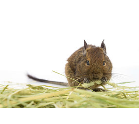 Herbimals Losse Herbimals Kruidenbox - Degoes Herbimals Losse Herbimals Kruidenbox - Degoes