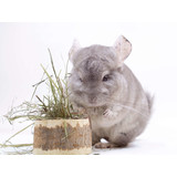 Herbimals Losse Herbimals Kruidenbox - Chinchilla's Herbimals Losse Herbimals Kruidenbox - Chinchilla's