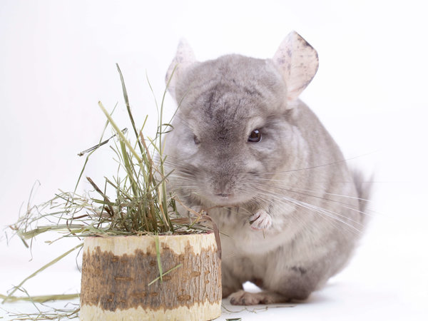 Herbimals Losse Herbimals Kruidenbox - Maandbox - Chinchilla's Herbimals Losse Herbimals Kruidenbox - Maandbox - Chinchilla's