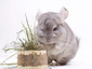 Losse Herbimals Kruidenbox - Chinchilla's Losse Herbimals Kruidenbox - Chinchilla's