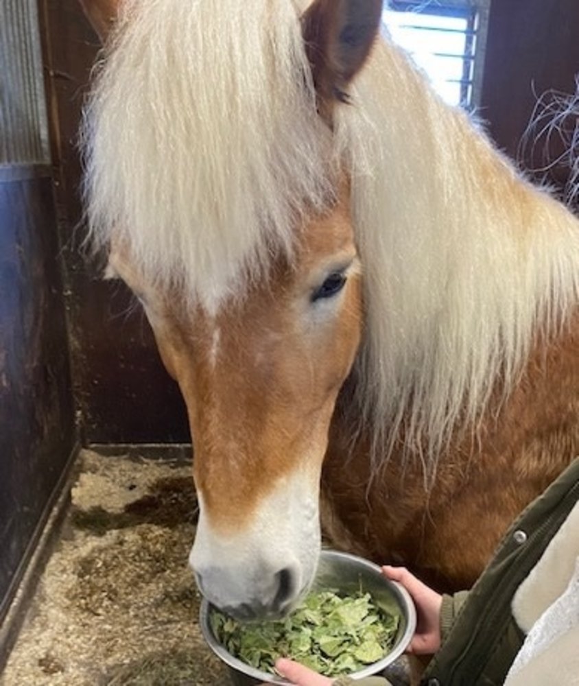 Herbimals Losse Herbimals Kruidenbox - Maandbox - Pony tot 400 kilo Herbimals Losse Herbimals Kruidenbox - Maandbox - Pony tot 400 kilo