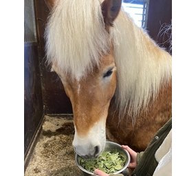 Herbimals Losse Herbimals Kruidenbox - Pony tot 400 kilo Herbimals Losse Herbimals Kruidenbox - Pony tot 400 kilo