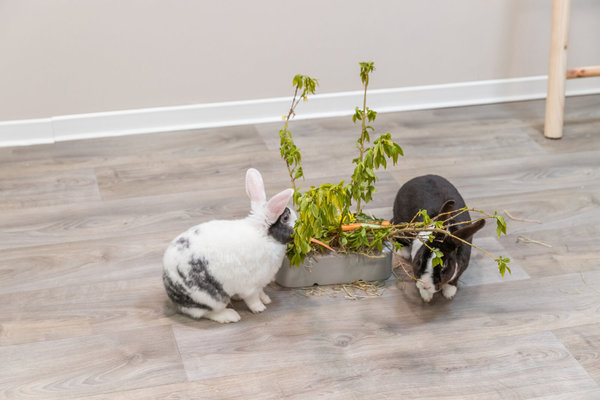 Trixie Trixie Verrijkings Ruif - 26x23x17 cm Trixie Trixie Verrijkings Ruif - 26x23x17 cm