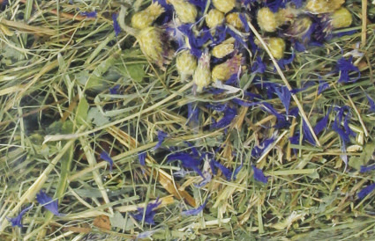 BARN-i Barn-i Kruidenhooi - Korenbloem en Berkenblad - 500 gram BARN-i Barn-i Kruidenhooi - Korenbloem en Berkenblad - 500 gram