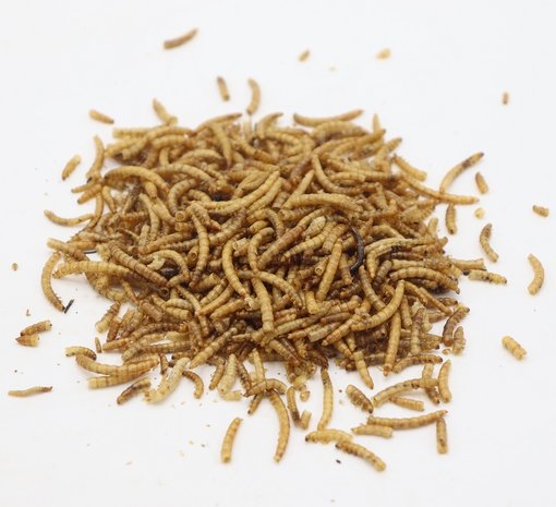 Herbimals Herbimals Meelwormen Herbimals Herbimals Meelwormen